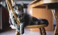 chat