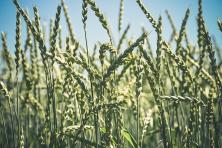Agriculture
