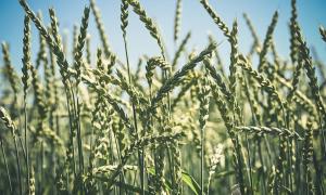 Agriculture